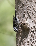 Black and White Warbler 2641